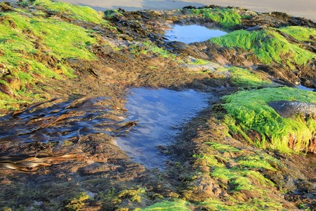 Algas e bacterias: o segredo biotecnológico para depurar augas residuais